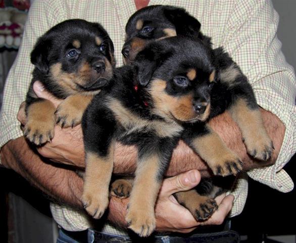 $350 : Rottweiler puppies AKC image 2
