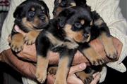 $350 : Rottweiler puppies AKC thumbnail