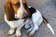 $250 : Bassett Hound thumbnail