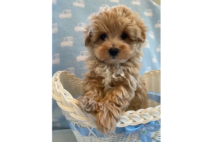 $500 : 6 Maltipoo friendly puppies image 1