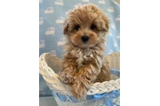 6 Maltipoo friendly puppies