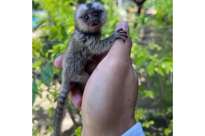 $2200 : Adorable 3-Week-Old Marmoset image 3