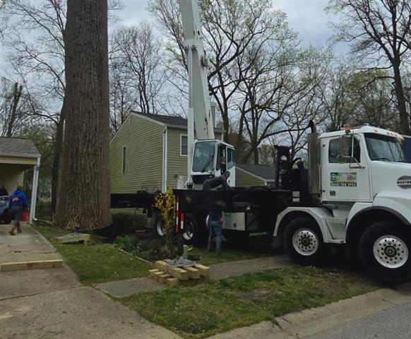 Tree Services in Glen Burnie image 4