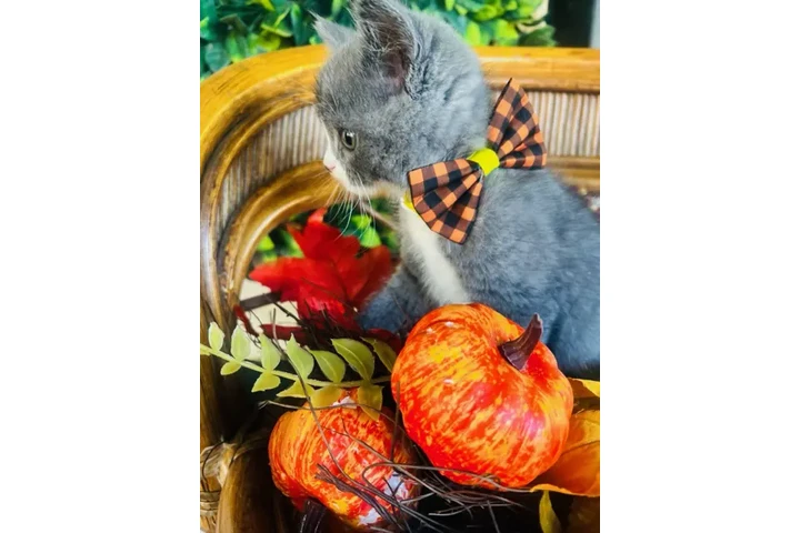 $150 : Gatitos persa mix image 3