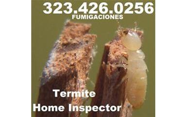 Termitas-Subterraneas-Drywood image 2
