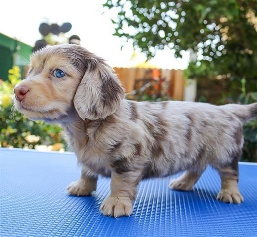 $400 : Cachorros de teckel dachshund image 6