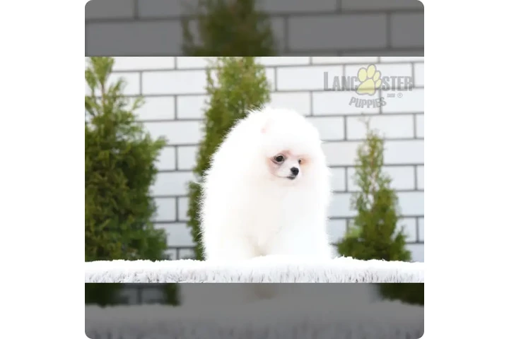 $900 : Pomeranian puppies image 7