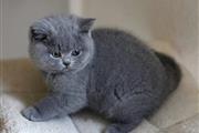 $350 : XDATUMX Scottish fold Kittens thumbnail
