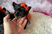 $800 : Female Yorkie puppy available thumbnail