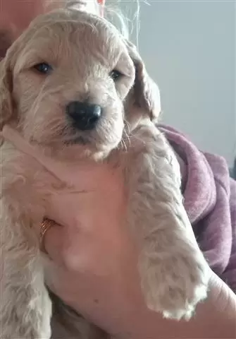 $500 : Cachorros de cockapoo. image 3