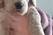 $500 : Cachorros de cockapoo. thumbnail