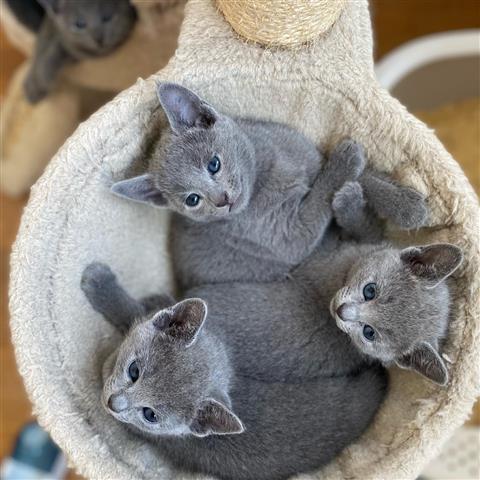 $500 : Russian Blue Kittens For Sale image 1