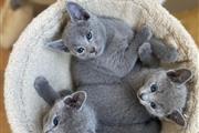 $500 : Russian Blue Kittens For Sale thumbnail