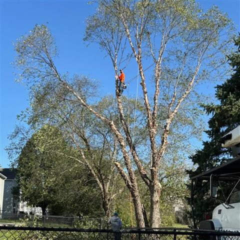 Tree Care Services image 6