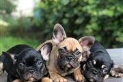 $300 : French Puppies thumbnail