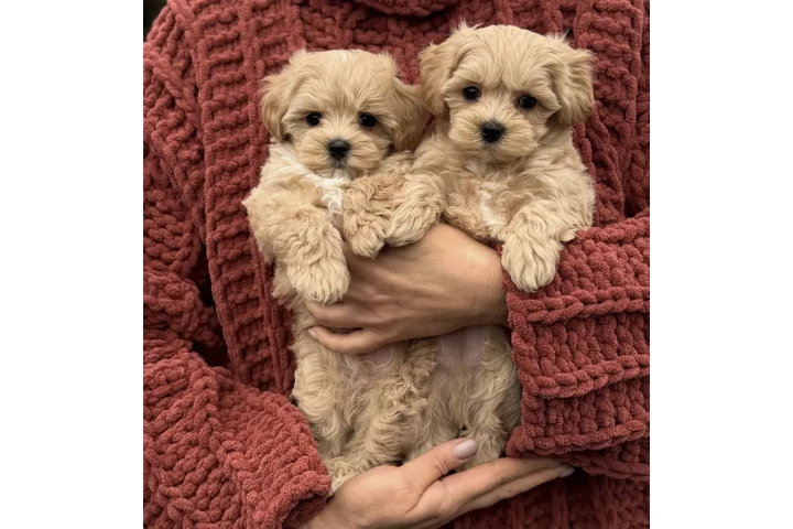 $450 : Two Maltipoo Puppies For Sale image 1