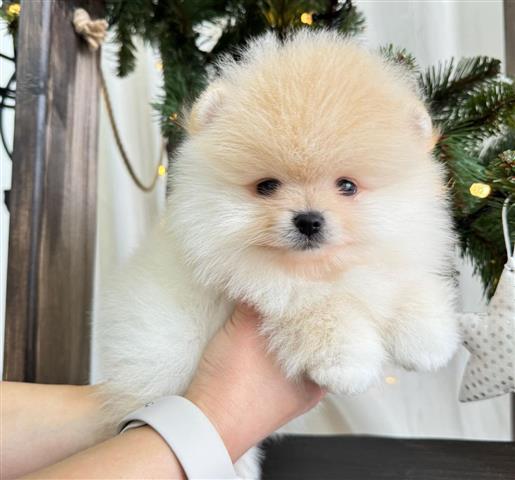 $350 : Pomeranian Puppies For Sale image 1