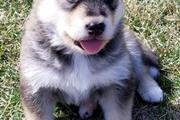$500 : Pedigree Alaskan Malamute pups thumbnail