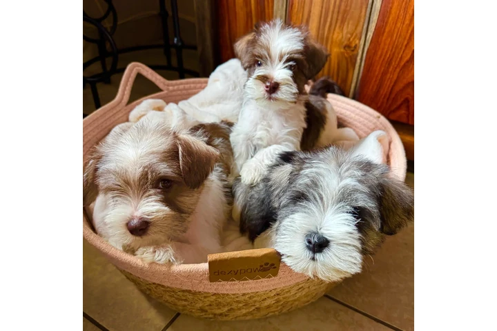 $1200 : Mini schnauzer image 4