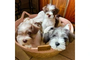 $1200 : Mini schnauzer thumbnail