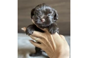 $200 : Toy Cockapoo for sale thumbnail