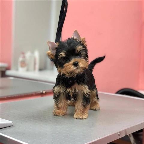 $120 : male and female yorkies pups image 4