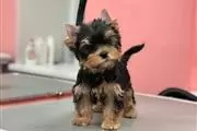 $120 : male and female yorkies pups thumbnail