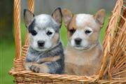 $500 : Cachorros de Heelers thumbnail