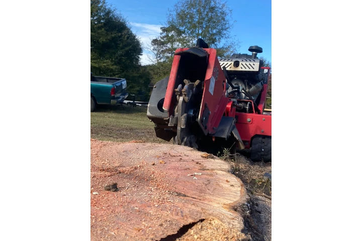 Professional Tree services image 5