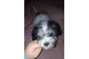 MINI POODLE MIXTO CON TERRIER en Los Angeles
