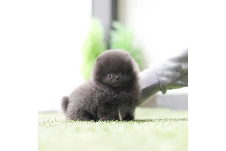 $350 : Micro Pomerania image 1