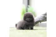 Micro Pomerania