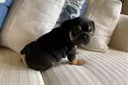 $1000 : English bulldog thumbnail