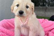 $350 : Golden Retriever thumbnail