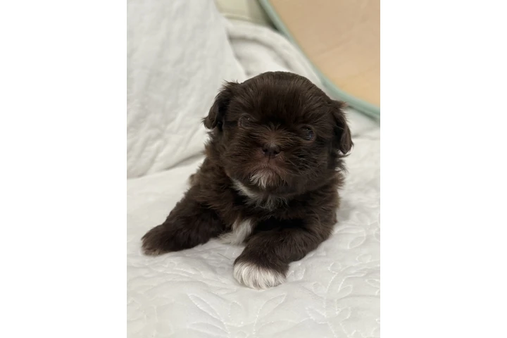 $1300 : Caramelo Shih Tzu Male 8 Weeks image 6