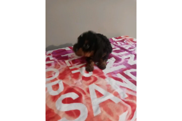 🐾 Hermosas PERRITAS en VENTA image 1