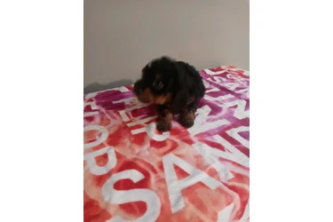 🐾 Hermosas PERRITAS en VENTA en Los Angeles