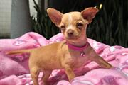 $350 : Cachorrita Chihuahua thumbnail