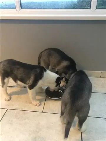 $400 : male and female puppies huskie image 1