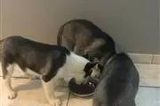male and female puppies huskie en Boston