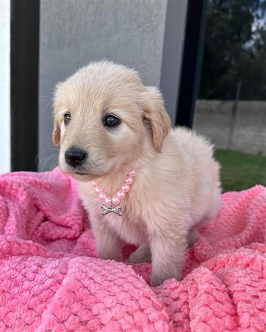 $350 : Golden Retriever image 1