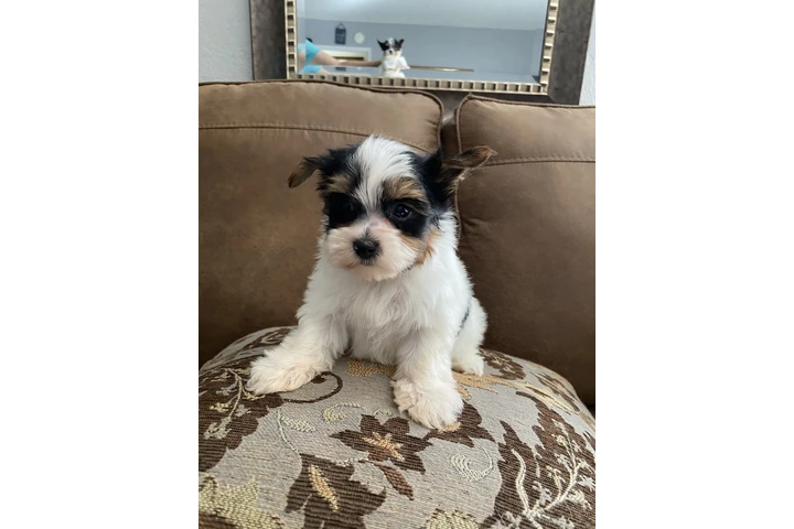 $500 : PERRITOS YORKIS MACHITOS image 1