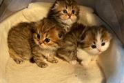 $400 : Capslock kittens thumbnail