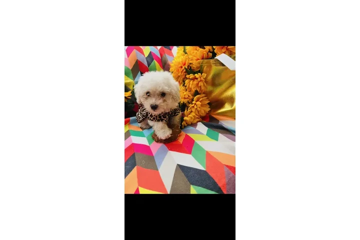 $450 : MALTIPOOS OJOS AZULES image 2