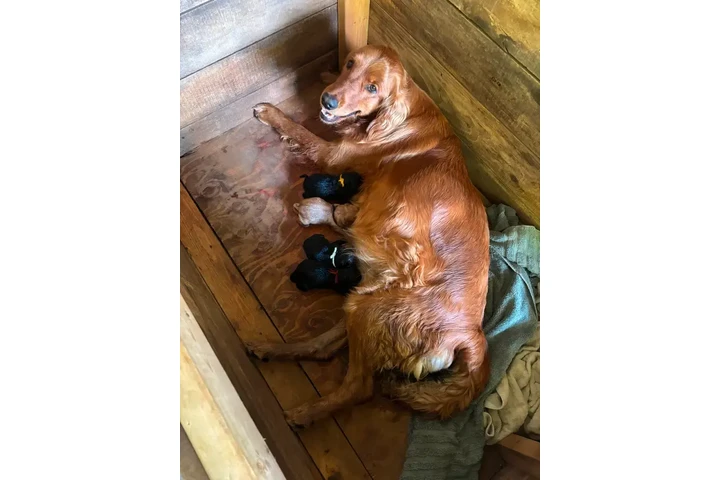 $1500 : Male Labrador retriever image 3