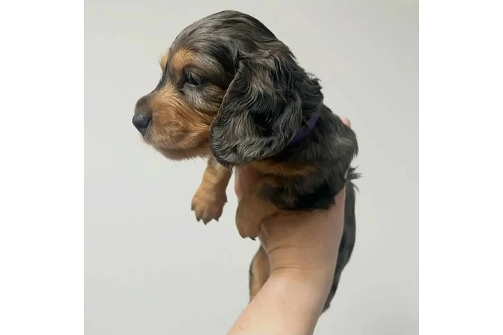 $700 : Dachshund puppies image 6