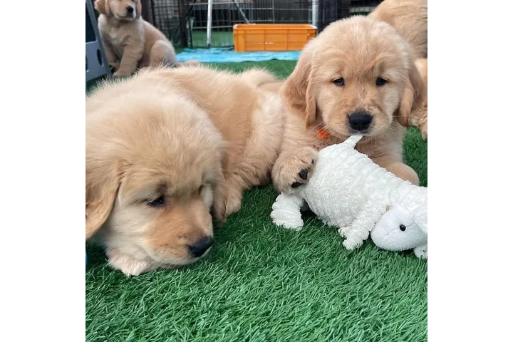 $1 : Cachorrita Golden Retriever en image 3