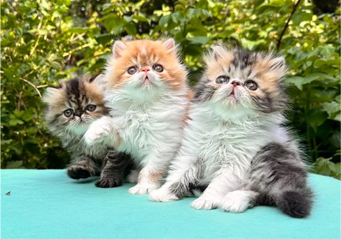 $250 : Persia Kittens boy & 2 girl image 1