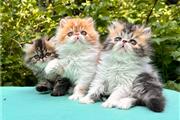 Persia Kittens boy & 2 girl en Bronx