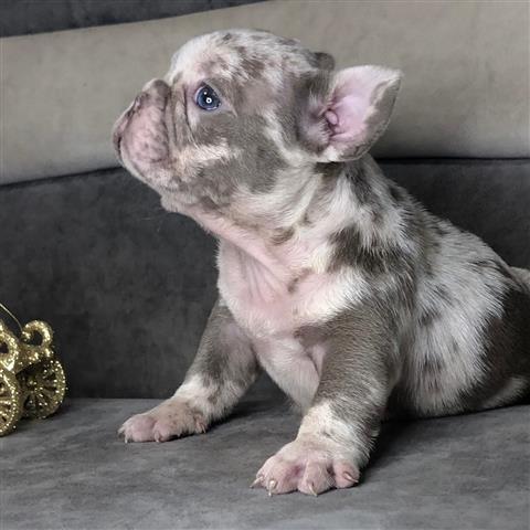$410 : Cute French bulldog pups ready image 2